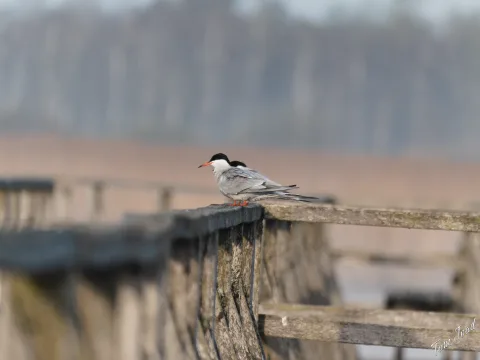 DC-G9M2 · 400mm · f/6.3 · 1/1000s · ISO 1250