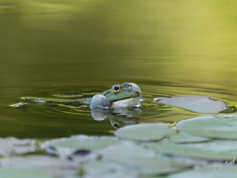 Frogs & Birds
