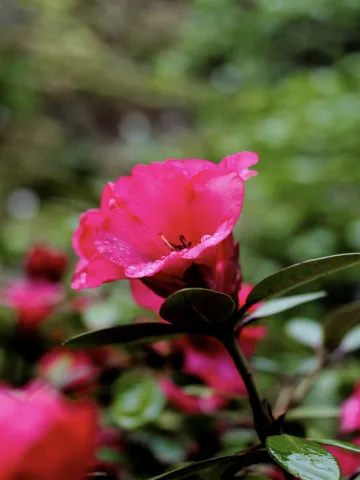 Spring