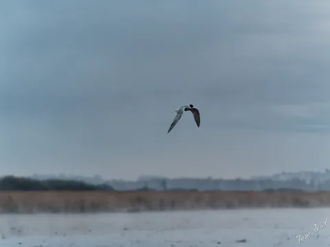 DC-G9M2 · 124mm · f/4.5 · 1/320s · ISO 1250