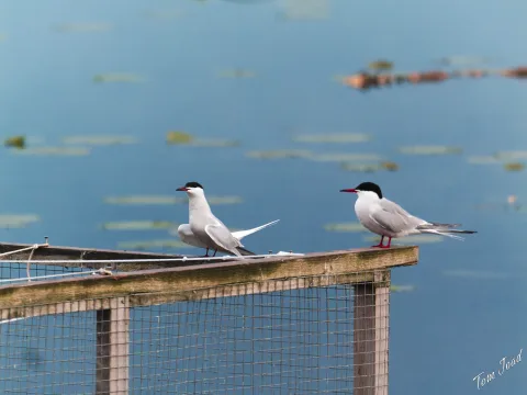 DC-G9M2 · 400mm · f/6.3 · 1/800s · ISO 4000