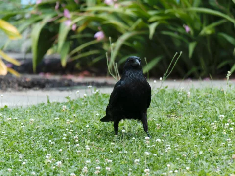 Frogs & Birds