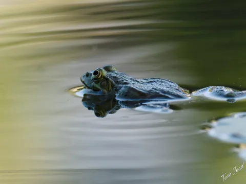 DC-G9M2 · 400mm · f/6.3 · 1/1000s · ISO 2000