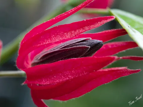 More Plants