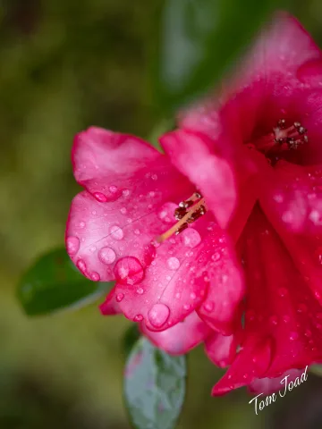 Spring