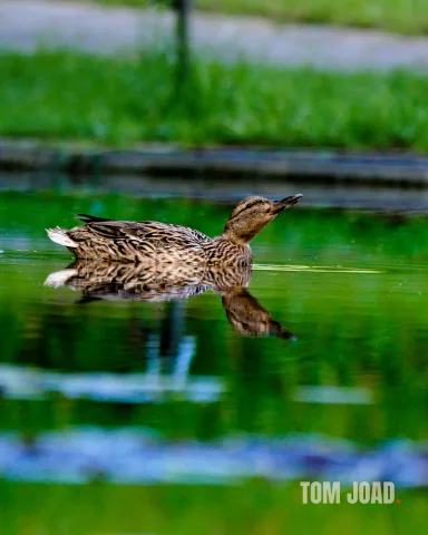 DC-G9M2 · 400mm · f/6.3 · 1/640s · ISO 1600