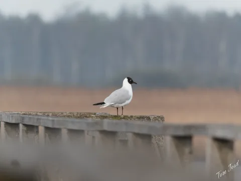 DC-G9M2 · 400mm · f/6.3 · 1/1000s · ISO 1000