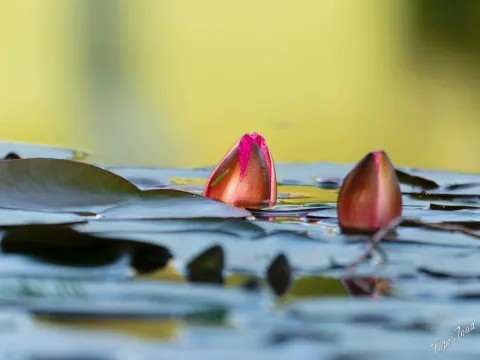 DC-G9M2 · 400mm · f/6.3 · 1/640s · ISO 640