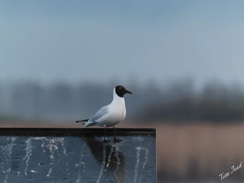 DC-G9M2 · 400mm · f/6.3 · 1/800s · ISO 2500