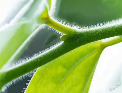More Plants with the G9II