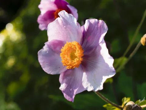 Flowers, Architecture and Insects