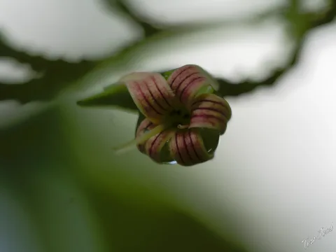 DC-G9M2 · 60mm · f/4.5 · 1/125s · ISO 160