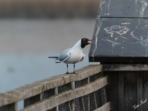 DC-G9M2 · 400mm · f/6.3 · 1/800s · ISO 3200