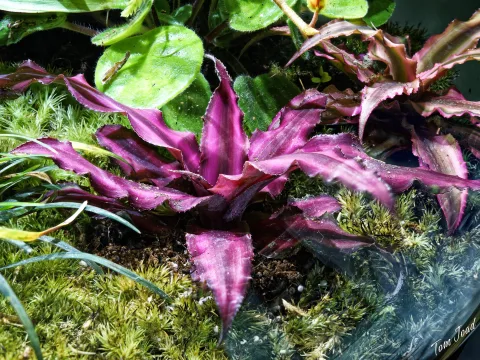 more macro photography