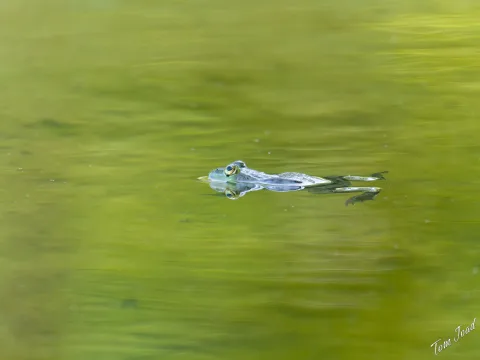 DC-G9M2 · 400mm · f/6.3 · 1/640s · ISO 4000
