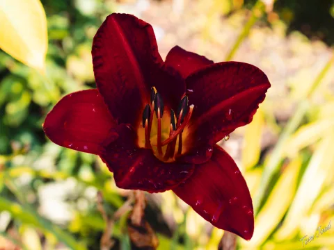 Flowers, Architecture and Insects