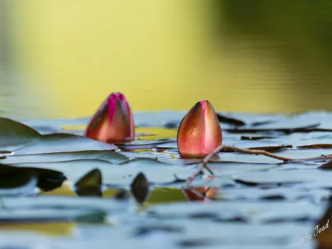 Plants