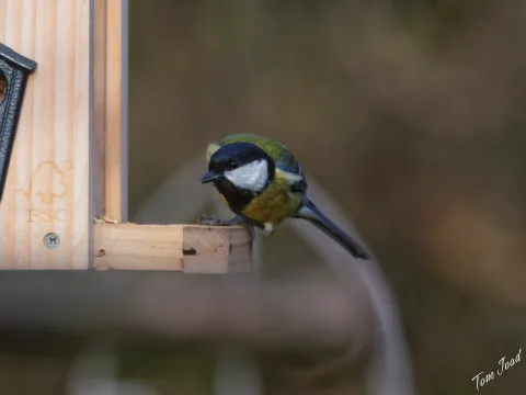 Birds