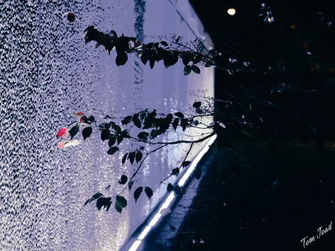 DC-G9M2 · 45mm · f/1.8 · 1/100s · ISO 2500