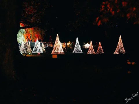 DC-G9M2 · 45mm · f/1.8 · 1/100s · ISO 2000