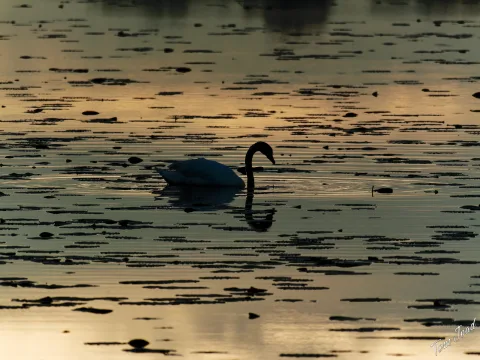 DC-G9M2 · 400mm · f/6.3 · 1/1250s · ISO 800