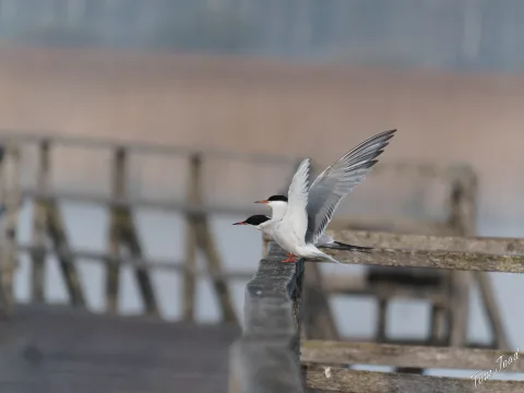 DC-G9M2 · 400mm · f/6.3 · 1/1000s · ISO 1250