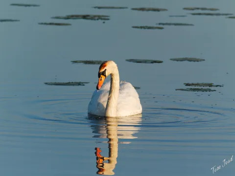 DC-G9M2 · 400mm · f/6.3 · 1/2000s · ISO 800