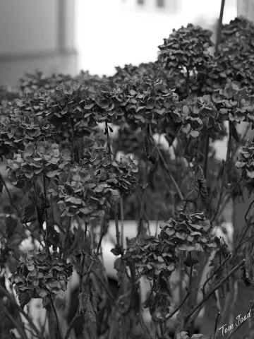 DC-G9M2 · 45mm · f/1.8 · 1/200s · ISO 100
