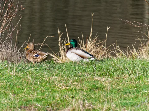 Landscape and geese