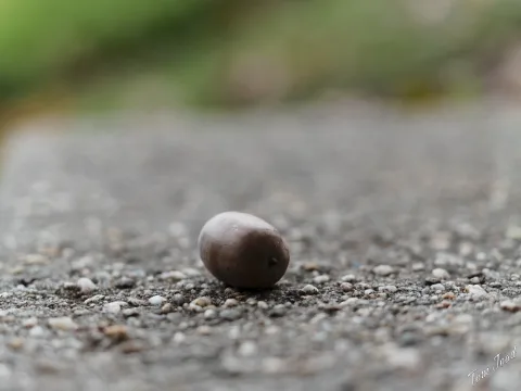 DC-G9M2 · 40mm · f/2.8 · 1/100s · ISO 125
