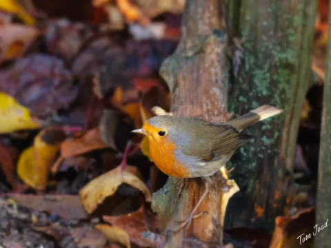 Birds