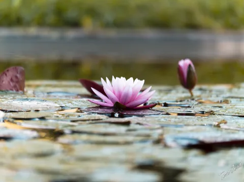 DC-G9M2 · 100mm · f/2.8 · 1/250s · ISO 200