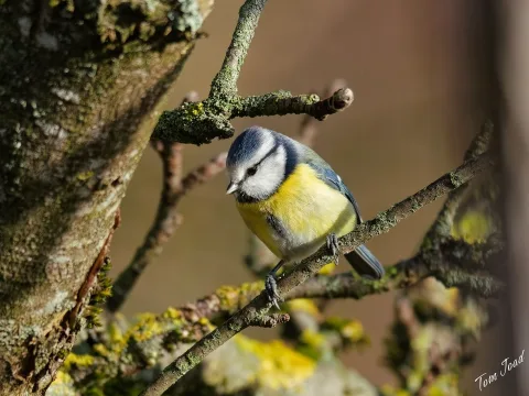 DC-GH6 · 300mm · f/4 · 1/800s · ISO 250