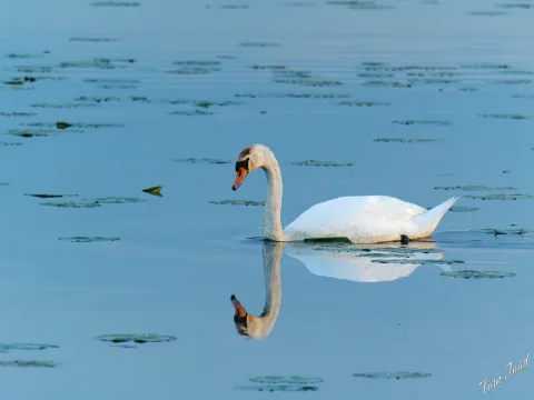 DC-G9M2 · 400mm · f/6.3 · 1/1250s · ISO 4000