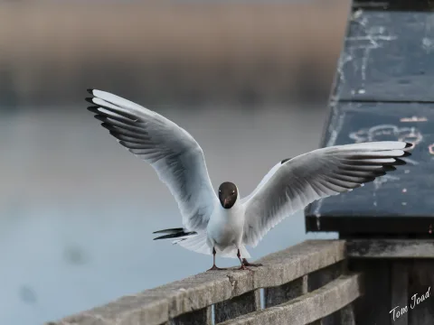 DC-G9M2 · 400mm · f/6.3 · 1/800s · ISO 3200