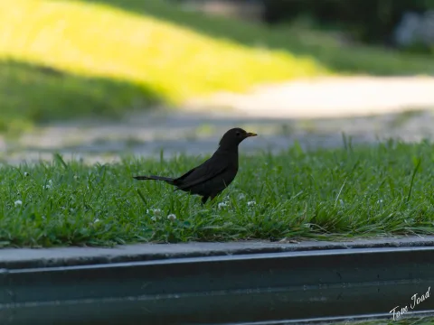 DC-G9M2 · 400mm · f/6.3 · 1/1000s · ISO 2000