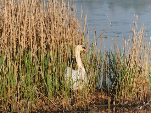 DC-G9M2 · 400mm · f/6.3 · 1/500s · ISO 160