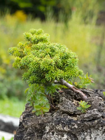 More Plants