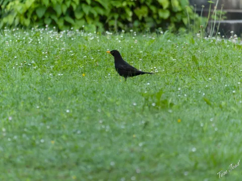 DC-G9M2 · 400mm · f/6.3 · 1/640s · ISO 800