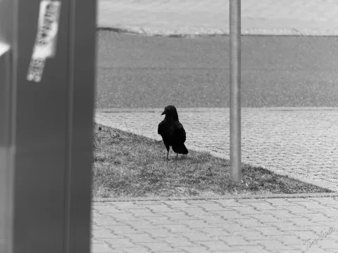 DC-G9M2 · 100mm · f/2.8 · 1/400s · ISO 100