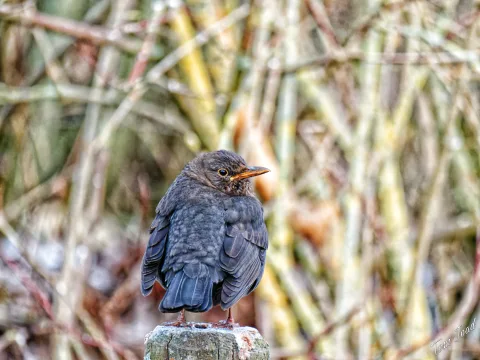 DC-G9M2 · 400mm · f/6.3 · 1/640s · ISO 4000