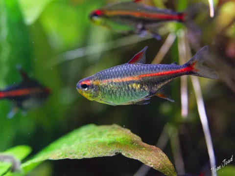 Aquaristics