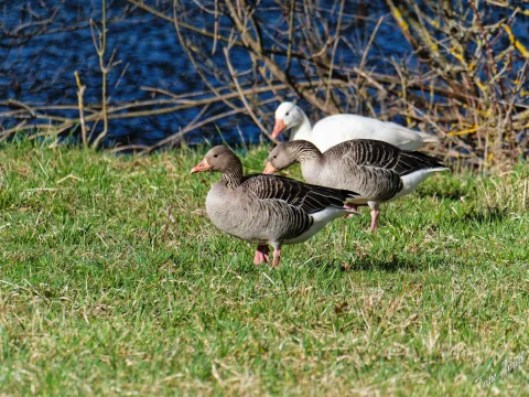 DC-G9M2 · 400mm · f/6.3 · 1/500s · ISO 125